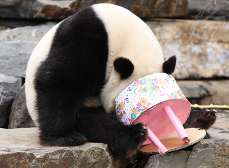 A panda shoving its head into a birthday cake