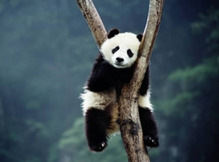 A panda hugging a Y-shaped tree